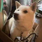 たぴおかの画像