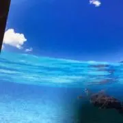ちゅらの画像
