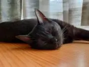 アシュねこの画像