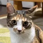 猫ハラスメントの画像