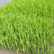 シシャモやしの画像