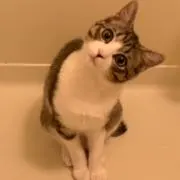 Fua♡