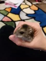 キキ☆の画像
