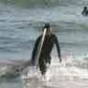 surfboy