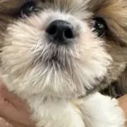もの画像