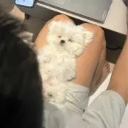 ぷりんの画像