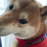 ポンの画像