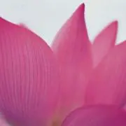 lotus(コメント前にプロフ必読)