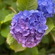 まるの画像