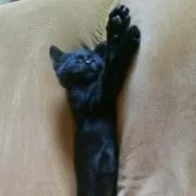 ホワィト