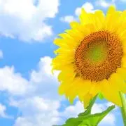 Rutaの画像