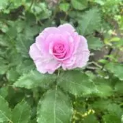 さくら