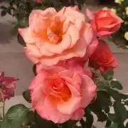 うさこちゃんの画像