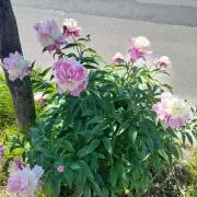 はな