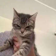ななの画像