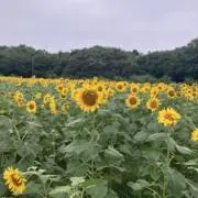がくんの画像