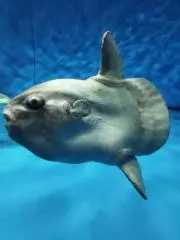 きゅうの画像