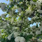 diiaの画像