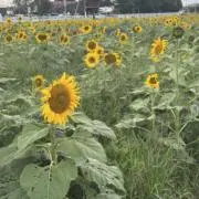りー