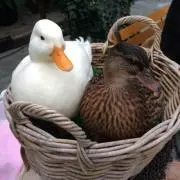 そらまめの画像