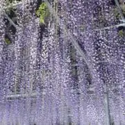 ry10**の画像