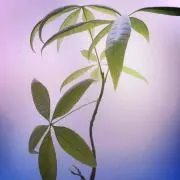 yunの画像