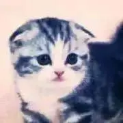 ととろの画像