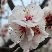 あゆみの画像