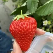 あんちゃんの画像