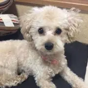 NAO