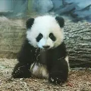ぺっぺの画像