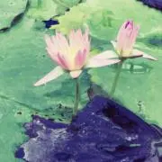 みぃの画像