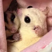 PPの画像
