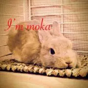 ハニカミモカ