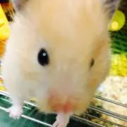 こむぎ
