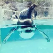 erikoの画像