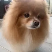 ありもっち