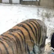 IZ☆Rの画像