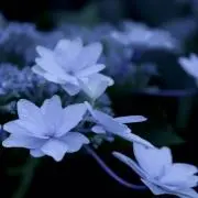 fai♡ryの画像