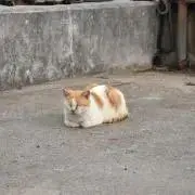 まっちゃの画像