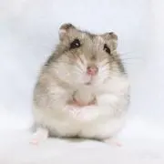 ゆー