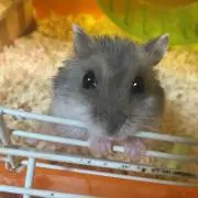 みくるの画像