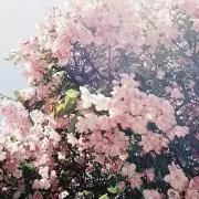 Bell　即購入可☆の画像