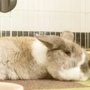あーる