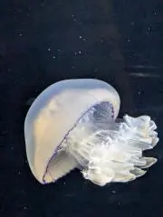 おもちちゃん