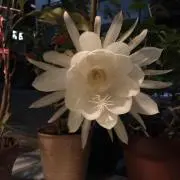 よしみ