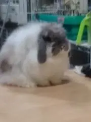 毛玉草の画像
