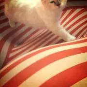 kittyの画像