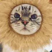しぇっこの画像