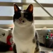 TIGERの画像